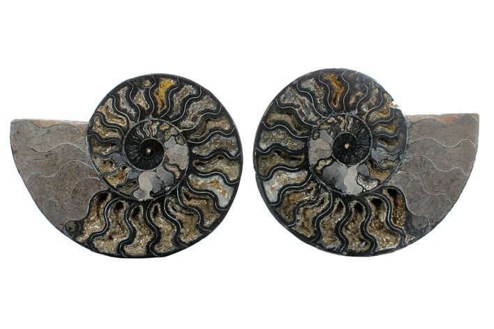 Cut/Polished Ammonite Fossil - Unusual Black Color #169703